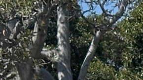 Angélica Salas, líder de CHIRLA alza la voz contra las redadas migratorias.