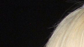 Ninel Conde y Olivia Collins están nominadas.