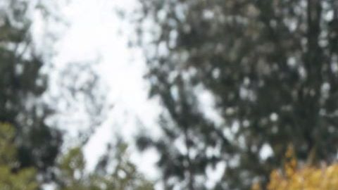 Lideradas por Nancy Sánchez, la agrupación interpreta música de diversos géneros con un guitarrón, un violín y una vihuela