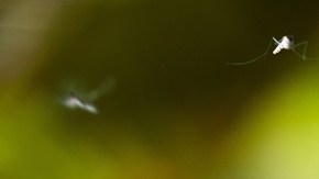 Raro virus transmitido por mosquitos se presentó en dos niños de Tennessee