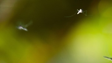 Raro virus transmitido por mosquitos se presentó en dos niños de Tennessee