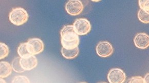 Robbie Williams y Laura Pausini