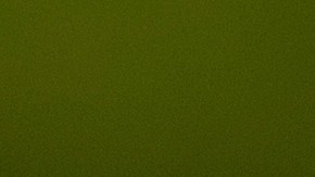 Investigadores aseguran que no hay riesgo para los humanos y no descartan la posibilidad de hallar otro nido.