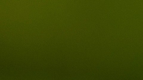 Investigadores aseguran que no hay riesgo para los humanos y no descartan la posibilidad de hallar otro nido.