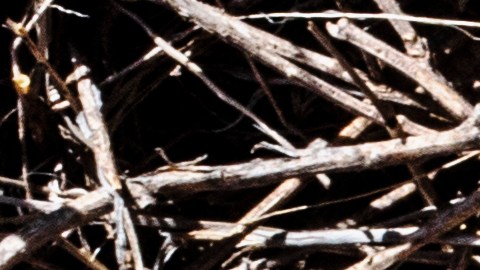 El calendario maya se basa en el ciclo lunar.