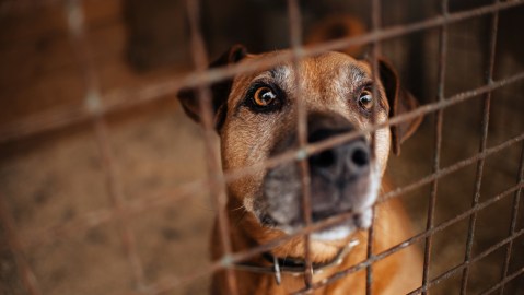 Las autoridades piden incluir a sus mascotas a quienes optan por la salida voluntaria de Estados Unidos. De lo contrario, recomiendan acudir a un familiar o amigo cercano.