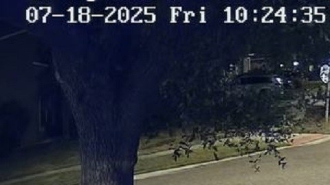 Cinco menores fueron captados caminando por un vecindario de Riverview, al este de Tampa.