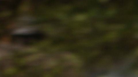 Pese a que el agente baleado pertenece a CBP, no hay indicios de que haya sido atacado debido a su ocupación