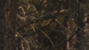 Dillon Falls, dentro del Bosque Nacional Deschutes, es una zona conocida por su belleza escénica, pero también por su alta peligrosidad para actividades recreativas.