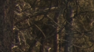 Dillon Falls, dentro del Bosque Nacional Deschutes, es una zona conocida por su belleza escénica, pero también por su alta peligrosidad para actividades recreativas.