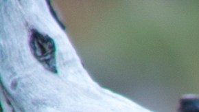 Los ataques de pumas (también conocidos como leones de montaña o cougars) a humanos son extremadamente raros, pero no imposibles.