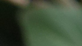 La planta toloache es usada en rituales de amor.