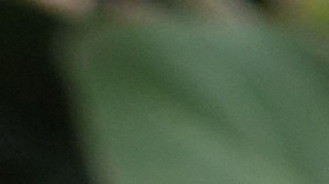 La planta toloache es usada en rituales de amor.