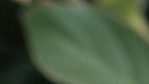 La planta toloache es usada en rituales de amor.