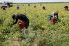 Empresarios piden a Trump soluciones migratorias que reconozcan a los trabajadores indocumentados que sostienen la economía.