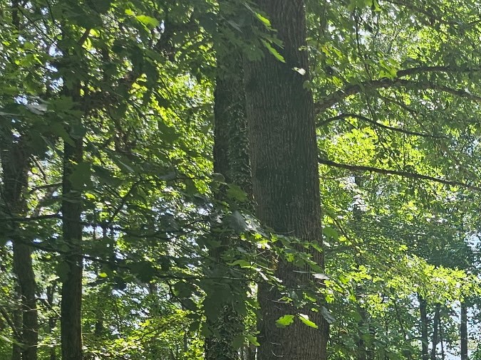 agentes que acudieron a su domicilio para ejecutar varias órdenes de arresto previas por amenazas contra funcionarios públicos y agentes del orden.
