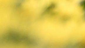 Hiroshima llama al mundo a abandonar las armas nucleares