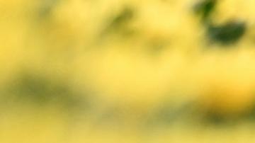 Hiroshima llama al mundo a abandonar las armas nucleares