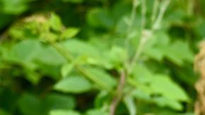 Flotilla con Greta Thunberg intentará llevar ayuda a Gaza