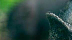 Los cazadores de California descubrieron cerdos salvajes con una inusual fluorescencia azul neón causada por la exposición a rodenticidas.