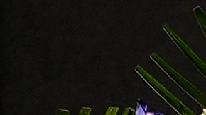 La controversia se ha centrado mayormente en dos de los secuestradores de los aviones: Khalid al-Mihdhar y Nawaf al-Hazmi.