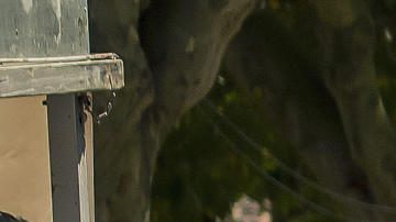 Isaac del Toro festeja uno de sus triunfos en este 2025.