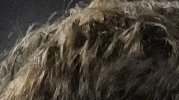 Luka Modric celebra un gol con la selección de Croacia.