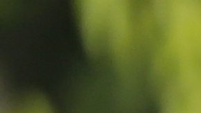 Mexican President Claudia Sheinbaum talks to reporters during a joint press conference, in Calakmul, Campeche state, Mexico, Friday, Aug. 15, 2025. (AP Photo/Martin Zetina)