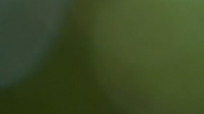 El veneno de abeja muestra inmenso potencial en el tratamiento del cáncer de mama