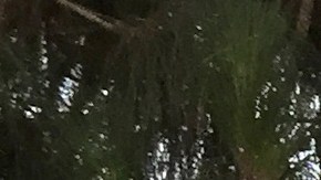 Sheriff deputies work at the scene of a fatal shooting at the University of California, Los Angeles, Wednesday, June 1, 2016, in Los Angeles. (AP Photo/Ringo H.W. Chiu)