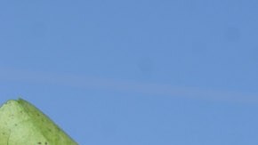 FILE - In this Oct. 12, 2007 file photo, a for sale sign sits among an acreage of orange trees in Bartow, Fla. While Florida farmers have lost much of their crop to cold weather for the second year in a row, they say citrus greening, a fast-spreading, incurable bacteria, presents a greater threat to their trees and the citrus industry. (AP Photo/Phelan M. Ebenhack, File)
