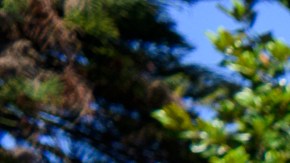 Se espera que las temperaturas en el área de Los Angeles lleguen hasta 105 grados Fahrenheit.