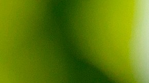 Cherries ripen in an orchard at Hollin Farms in Delaplane, Va., Saturday, June 15, 2013. (AP Photo/J. Scott Applewhite)