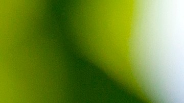 Cherries ripen in an orchard at Hollin Farms in Delaplane, Va., Saturday, June 15, 2013. (AP Photo/J. Scott Applewhite)