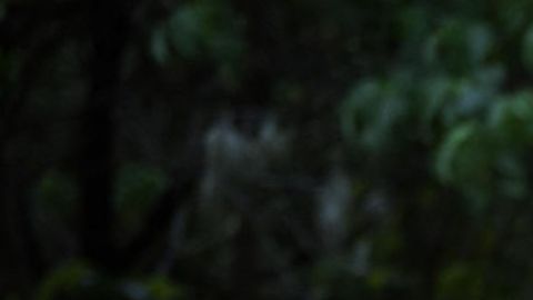 Eden