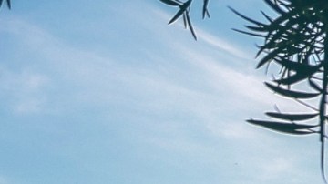 Espacios verdes son claves para combatir las olas de calor