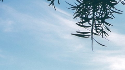 Espacios verdes son claves para combatir las olas de calor
