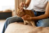 Mitos y verdades sobre el pelo de gato: ¿es causante de asma o toxoplasmosis?