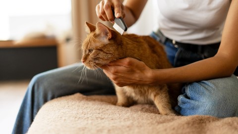 Mitos y verdades sobre el pelo de gato: ¿es causante de asma o toxoplasmosis?