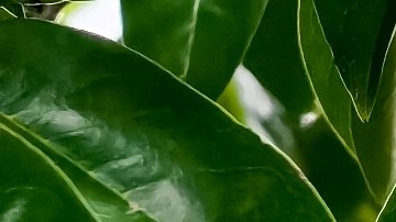 La hoja de guanábana gana afectos por sus propiedades medicinales