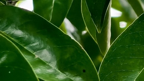 La hoja de guanábana gana afectos por sus propiedades medicinales