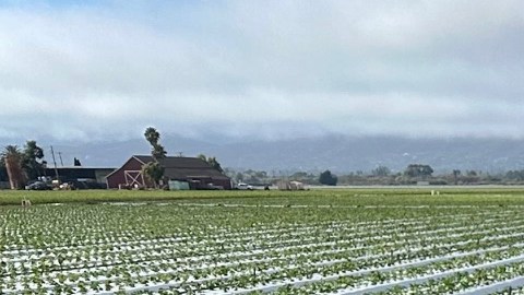 Trabajadores agrícolas viven con miedo a ser arrestados en una redada migratoria.
