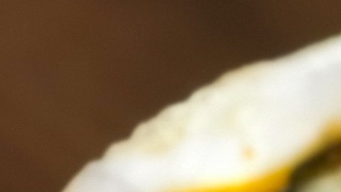 ¿Qué debes saber de la bacteria "come carne" que mantiene en vilo a autoridades de salud?
