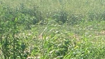 Las autoridades han incrementado su presencia en zonas dominadas por el Cártel de Sinaloa.