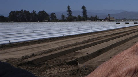 Inmigrante que labora en el sector agrícola