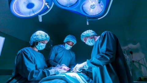 Realizan primer trasplante de pulmón de cerdo a humano