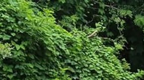 Vehículo incendiado