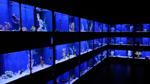 In this June 2, 2017 photo, saltwater tanks of fish for sale are shown at Dallas North Aquarium in Dallas, Texas. Not long ago keeping a saltwater aquarium was just for experts. Now the technology has advanced to the point where just about anyone can do it and actually expect to keep the fish alive and healthy. (Benny Snyder/AP Photo)