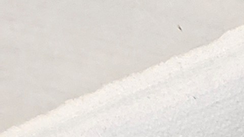Los conejos infectados con el virus del papiloma de Shope desarrollan crecimientos similares a cuernos que generaron alarma entre los residentes de Fort Collins.