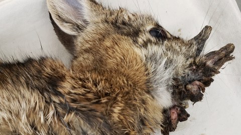 Los conejos infectados con el virus del papiloma de Shope desarrollan crecimientos similares a cuernos que generaron alarma entre los residentes de Fort Collins.